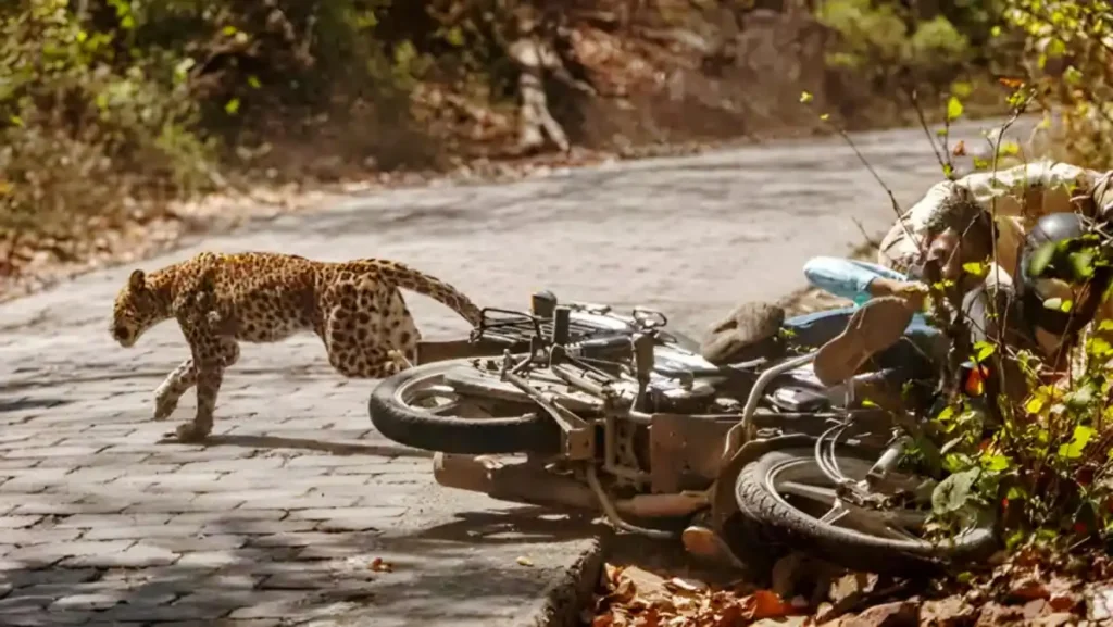 Leopard attack in bike