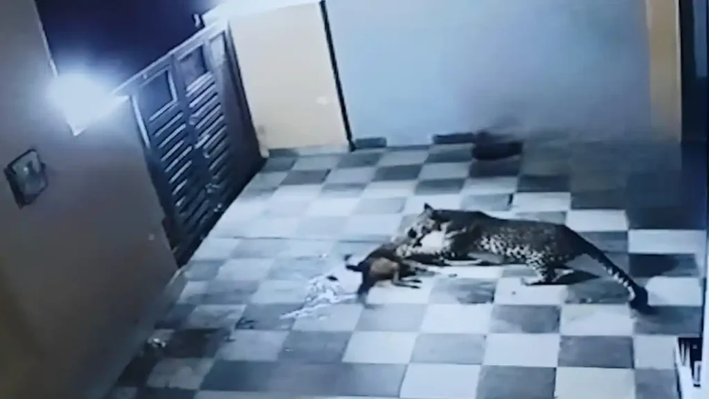 Leopard attack to dogs