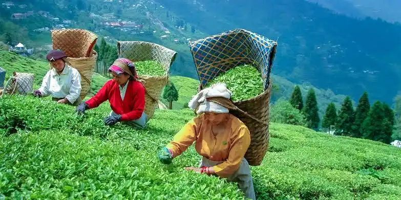 World Tourism Day : का साजरा केला जातो पर्यटन दिवस 3 darjiling