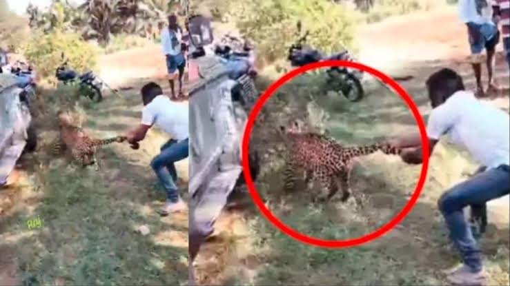 Man grabs leopard by tail in Karnataka